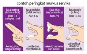 Penyebab haid tidak teratur adalah perubahan hormon, obesitas, stres, dll. Rancang Kehamilan Perlu Ilmu