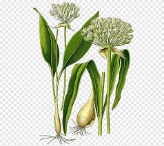 Garlic is planted in the fall. Pesto Ramsons Perennial Plant Garlic Substance Herbaceous Plant Recipe Png Pngegg