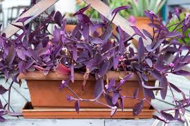 Image result for Tradescantia pallida