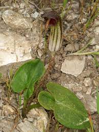 Climate, zone, growth speed, water, light, planting season & colors. Arisarum Wikipedia