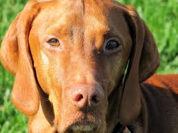 However, free vizsla dogs and puppies are a rarity as rescues usually charge a small adoption fee to cover their expenses (usually less than $200). Vizsla Club Of Northern California Rescue Facebook