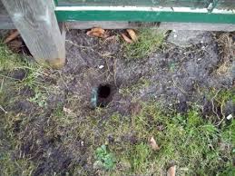 Mit unseren tipps finden sie die richtigen lösungen. Locher Im Rasen Welches Tier Tiere Garten