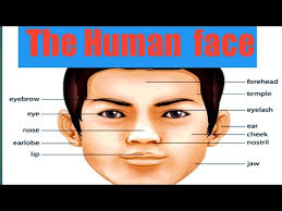 The body parts can be divided into two categories: Parts Of The Face English Parts Of The Face Song Baba Bless My Soul Youtube