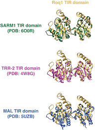Ümit aktaş ile şifa olsun. Structure Of The Activated Roq1 Resistosome Directly Recognizing The Pathogen Effector Xopq Biorxiv