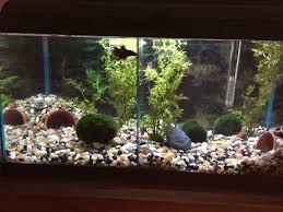Betta Than A Bowl Betta Fish Aquariums Betta Tank Inspiration Aquariadise Betta Tank Betta Fish Aquarium Fish