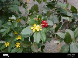 Image result for Ochna kirkii