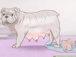 How To Help Your Dog Whelp Or Deliver Puppies (With Pictures)