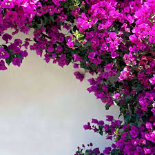Image result for Bougainvillea