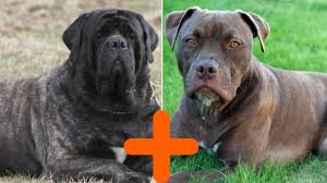We are top class akc bull mastiff puppy breeders and we ship and do delivery worldwide.you can visit our website for. American Pitbull Terrier Bullmastiff Mix Info Pictures Traits Facts