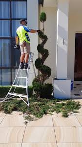 Image result for spiral cut juniper trees