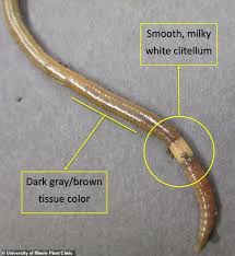 Those 2 jump techniques are super important, especially since it has been confirmed that worms will indeed be able to occupy the same space. Jumping Worms That Thrash Wildly When Disturbed Invade Us From East Asia Daily Mail Online