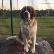 Well pet vet clinic understands this and is able to make some special arrangements through the carecredit program. The Well Pet Hospital Home Facebook