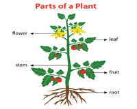 They'll also get to use the picture clues to help them answer the comprehension questions, and they'll have a picture representation to refer to when they build on this basic knowledge. Parts Of A Plant Worksheets