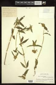 Image result for Leucas glabrata