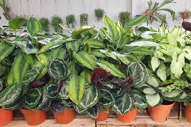 Also, they are relatives to calathea. How To Grow And Care For Prayer Plants Gardener S Path