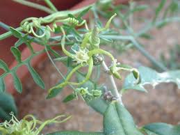 Image result for Fockea angustifolia