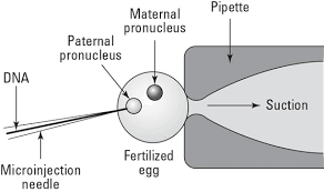 A gene is taken from one species and forced into another, which is what creates a transgenic organism. Genetically Modified Organisms Animals Plants Bacteria Dummies