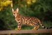Bengal Kittens For Sale by Reputable Breeders | Pets4You