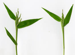 Image result for Brachychloa