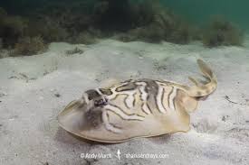 Image result for Tragia brevipes-benthamii-okanyu