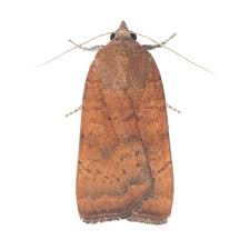 Image result for Noctua interjecta