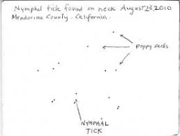 Touched By Lyme Guest Blog Poppy Seeds Are Much Easier To Spot Than Nymphal Ticks Lymedisease Org