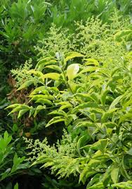 Image result for Ligustrum lucidum