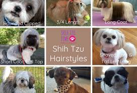 Here are our top picks fo the best shih tzu hair cuts for 2019. Shih Tzu Hairstyles What You Need To Know Shih Tzu Time