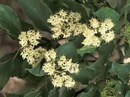 Susceptible to various pests and diseases of hawthorns, including rusts, leaf spots, apple scab, and blights. Gray Dogwood Grow Native