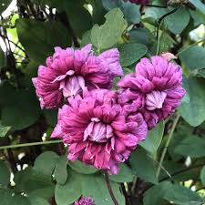 Image result for Clematis pulchra