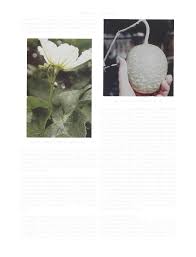 Image result for Lagenaria abyssinica