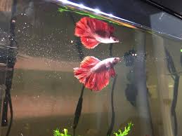 All About Betta Fish Facts More