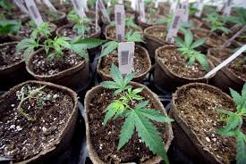 Many growers prefer to use t5 fluorescent lights for seedlings and clones. Growing Pot At Home In B C Will Be Legal But Not Easy Times Colonist