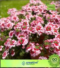 The plants are perennial and herbaceous, similar to some clover. Creative Farmer Verbena Mix Perennial Herbaceous Flowering Plants Seed Price In India Buy Creative Farmer Verbena Mix Perennial Herbaceous Flowering Plants Seed Online At Flipkart Com