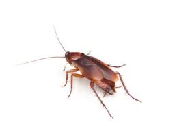 German cockroaches are the most widespread roaches in the usa, and you may find them all over the world. German Cockroaches Blattella Germanica Pest Library Pest Solutions