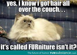 Hairy Furniture Funsubstance Cat Jokes Funny Cats Funny Animals