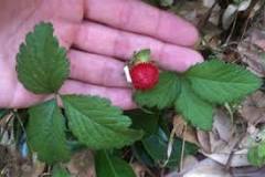 Are mock strawberries poisonous?