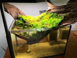 Emerged Moss On My Shrimptank Wood Plantedtank In 2020 Aquarium Landscape Fresh Water Fish Tank Aquascape Aquarium