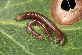 Image result for Cylindropsis