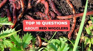 Image result for Red Wigglers