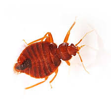 A licensed pest control technician will work with the you to provide the best treatment program possible in order to exterminate the pests. Pest Identification Pest Control And Prevention Pest Control Inc In Las Vegas Nv