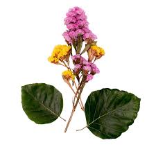 Image result for Dialium guineense