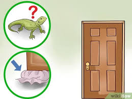 Comment Capturer Un Lezard A La Maison 14 Etapes
