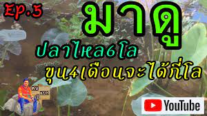 ep 5ปลาไหลนาข น4เด อนน ำหน กข นจ งไหม youtube กบ