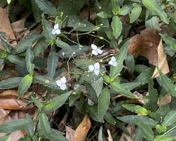 Image result for Aneilema