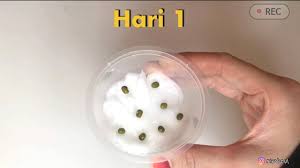 Dalam tahap ini, embrio di dalam biji yang semula berada pada kondisi dorman mengalami sejumlah perubahan fisiologis yang menyebabkan ia. Projek Sains Pertumbuhan Kacang Hijau Tadika Prasekolah Youtube