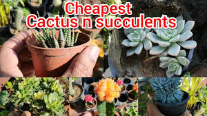 Nearly all varieties thrive in laguna's mild coastal climate. Cactus N Succulent Nursery Rates Nursery Visit With Rates Nursery Ki Sair Nursery Tour Youtube