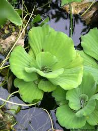 Image result for Pistia