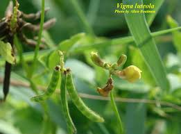 Image result for Vigna luteola
