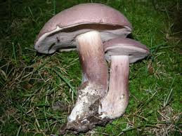 Image result for Bolusiella talbotii